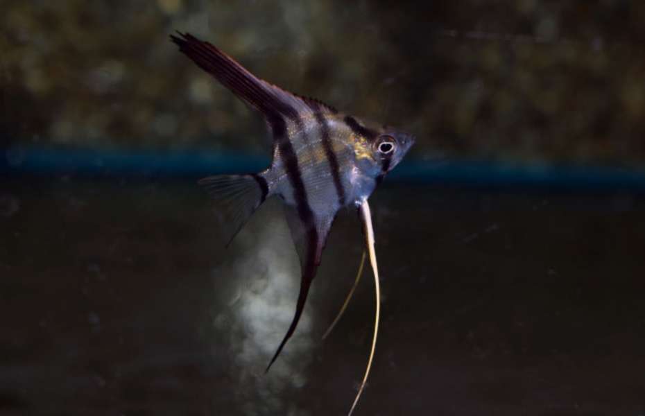 Altum Angelfish S