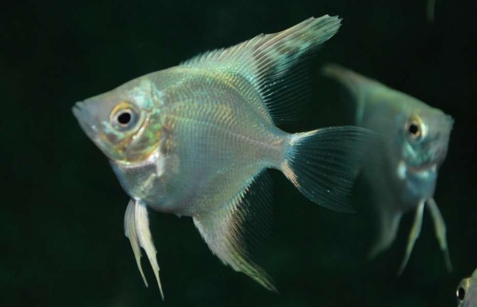 Angelfish - Platinum M