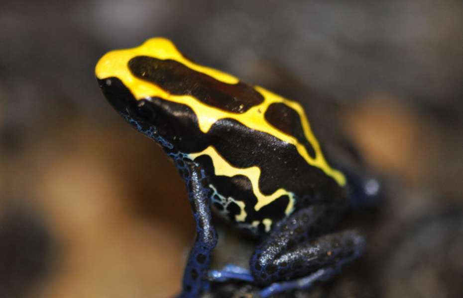 Dying Poison Frog 'Nominaat' L