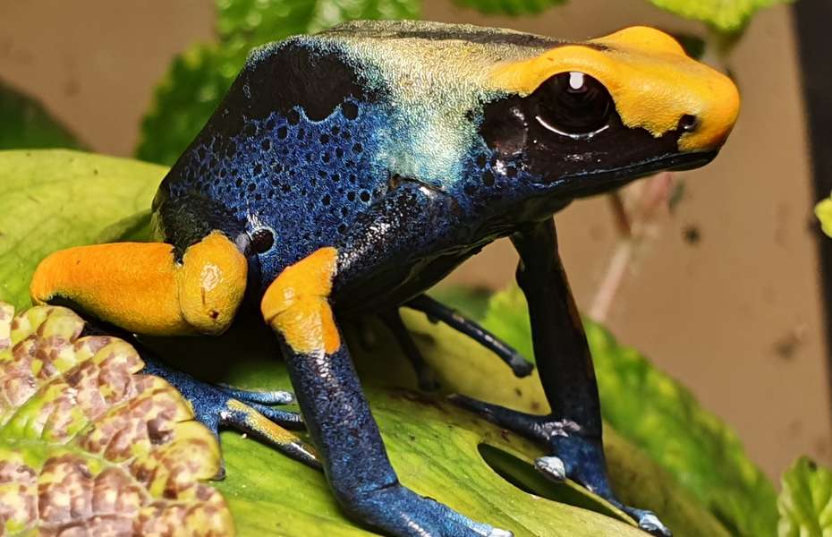 Dying Poison Frog 'Tumucumaque' L