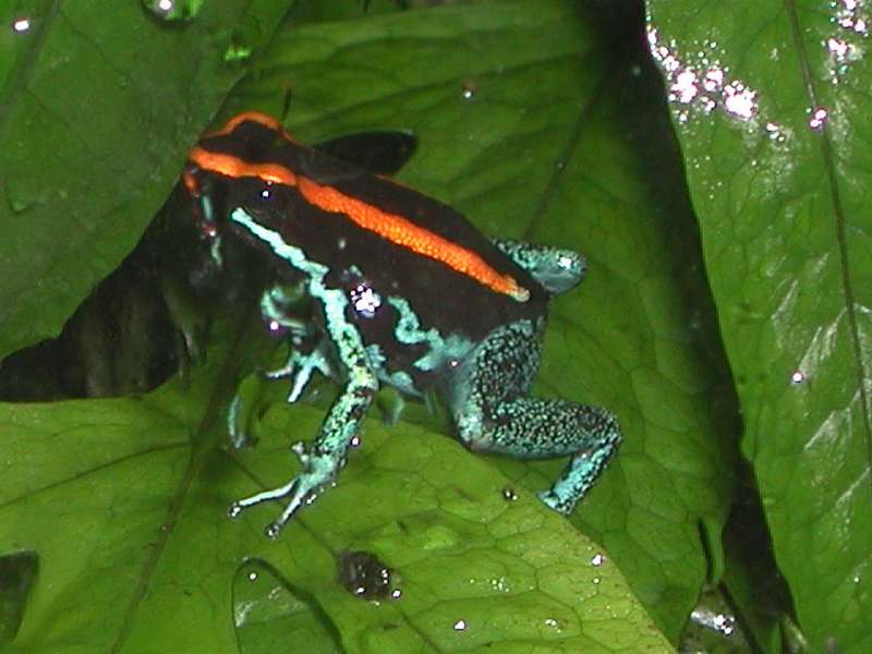 Golfodulcean Poison Frog M