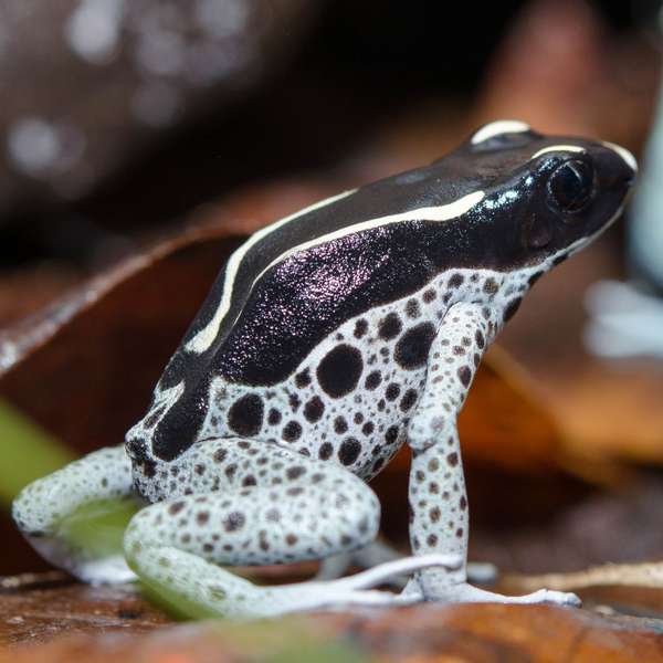 Dying Poison Frog 'Grey Leg' M