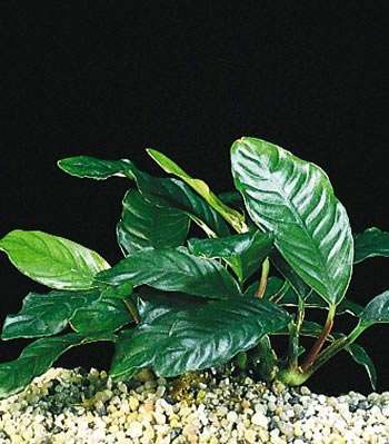 Anubias barteri