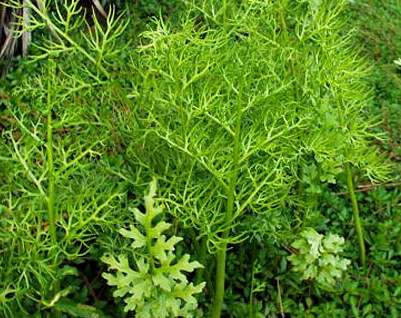 Ceratopteris thalictroides
