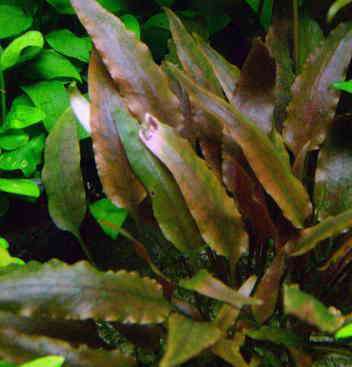 Cryptocoryne walkeri