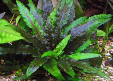 Cryptocoryne wendtii 'Green'