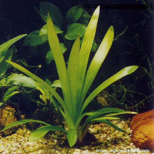 Sagittaria platyphylla