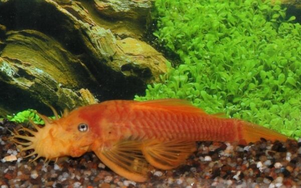 L144 Ancistrus Yellow Blue Eye S - Image 2