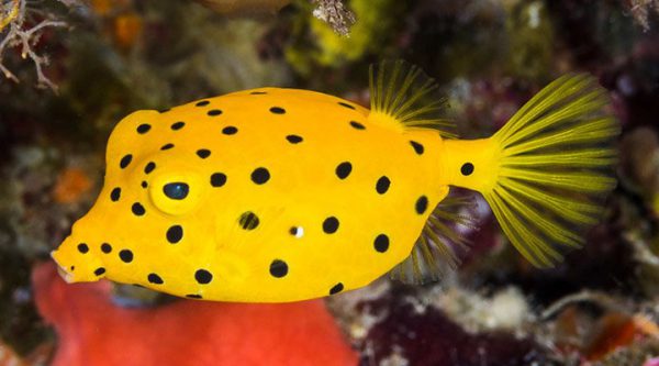 Boxfish - Yellow L