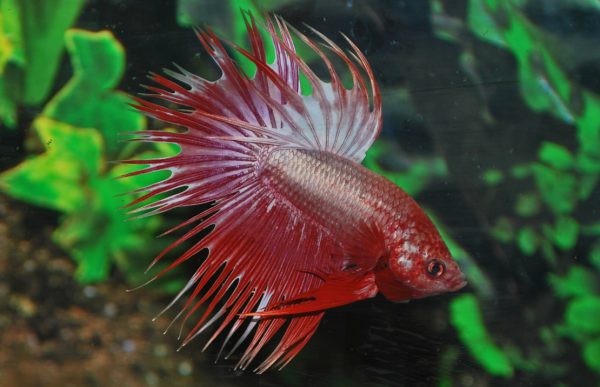 Betta Crowntail 'Dragon' - Male XL