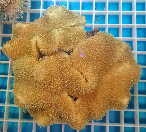 Toadstool - Yellow L
