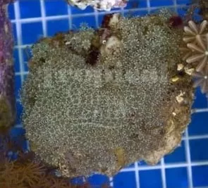 Star Polyp - Dwarf Blue M - Image 2