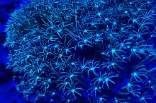 Star Polyp - Dwarf Blue M