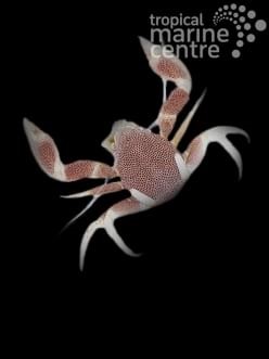 Anemone Crab - Pink S
