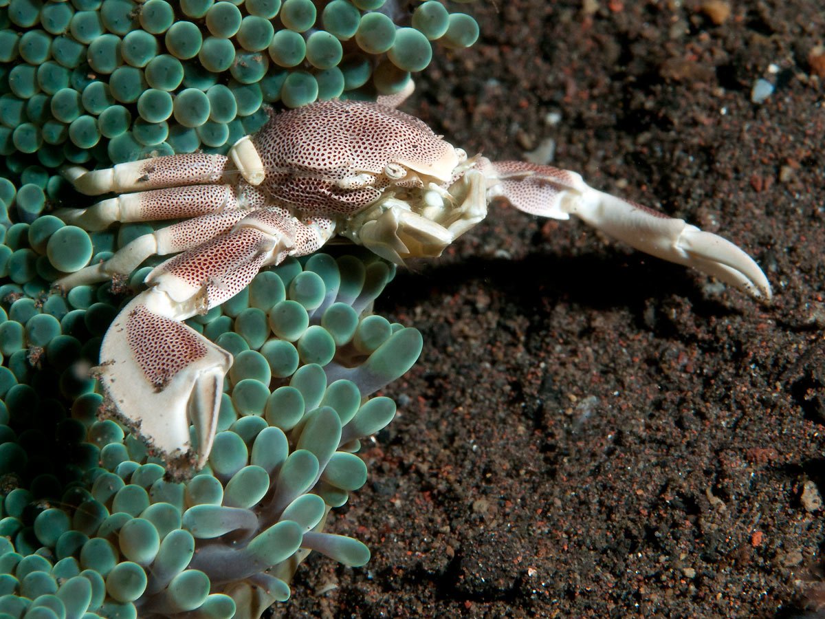 Anemone Crab - Pink S - Image 2
