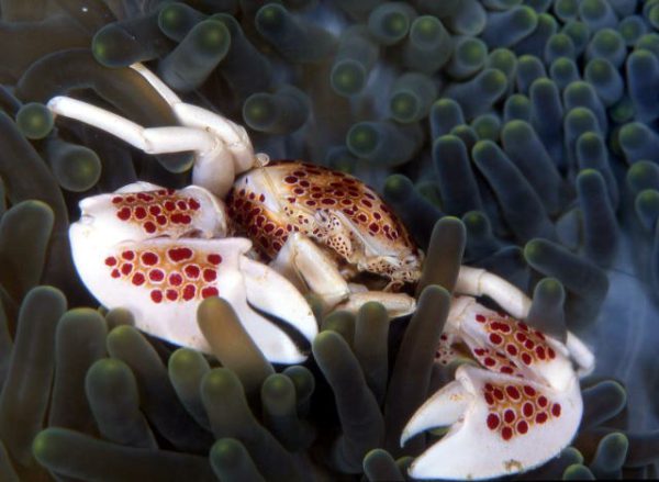 Anemone Crab - Spotted PAIR M
