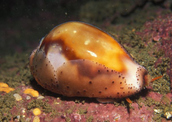Cowrie - Chestnut M