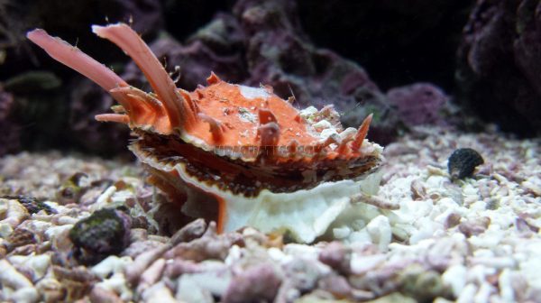 Spiny Oyster L