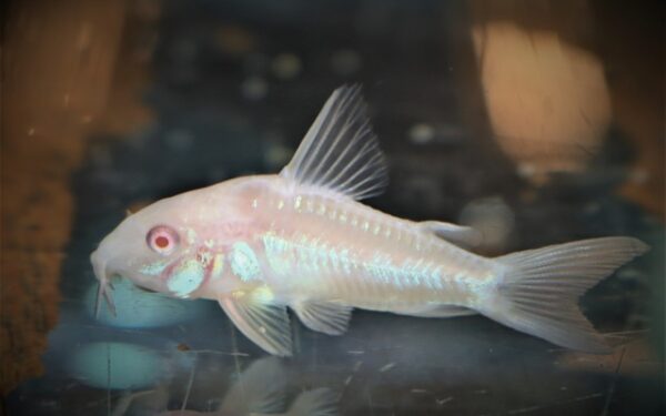 Pepper Cory - Albino S/M - Image 2