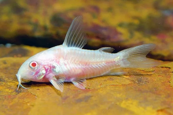 Pepper Cory - Albino S/M