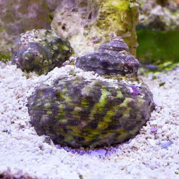 Snail - Super Turbo (25+) M