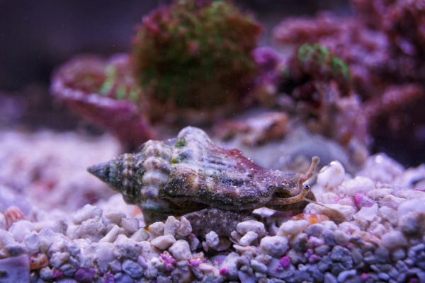 Snail - Sand Sifting Red M