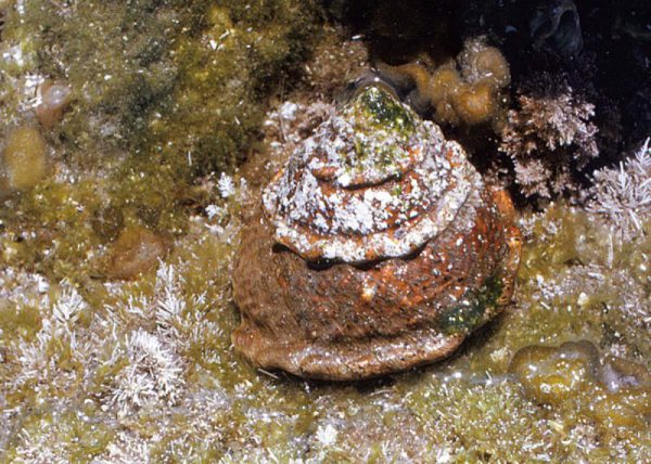 Snail - Roman Snail (25+) L