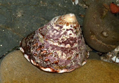 Snail - Roman Snail (25+) M
