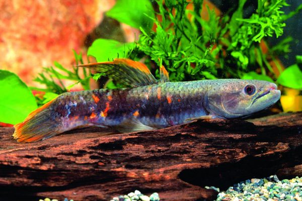 Red Wolf Fish M/L - Wild