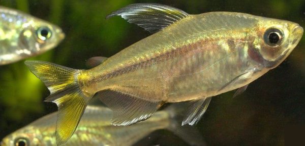 Yellow-Tailed Congo Tetra L