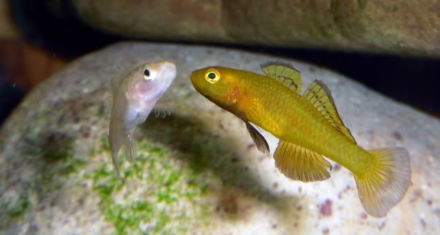 Yellow Goby M - Wild