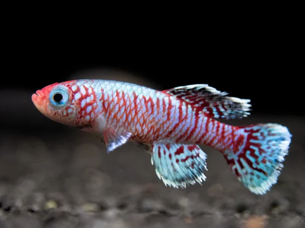 Egger's Killifish L