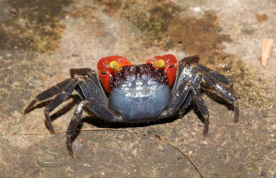 Banyumas Vampire Crab M - Wild