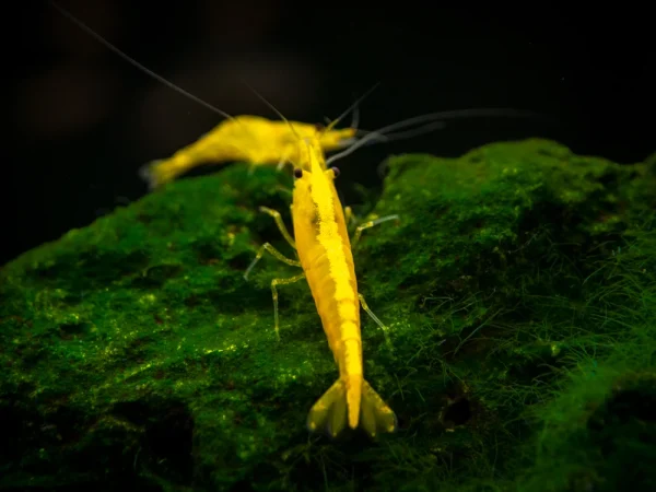 Yellow Shrimp M