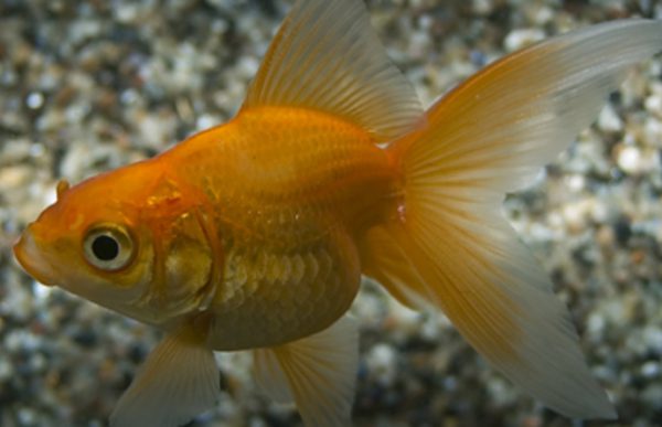Fantail Red 5/6