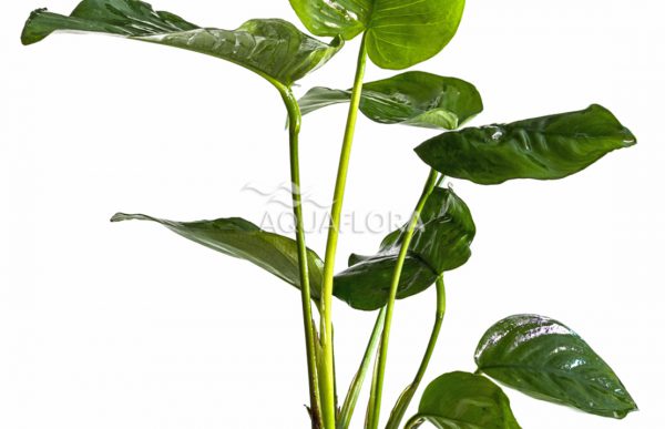 Anubias barteri - Pe