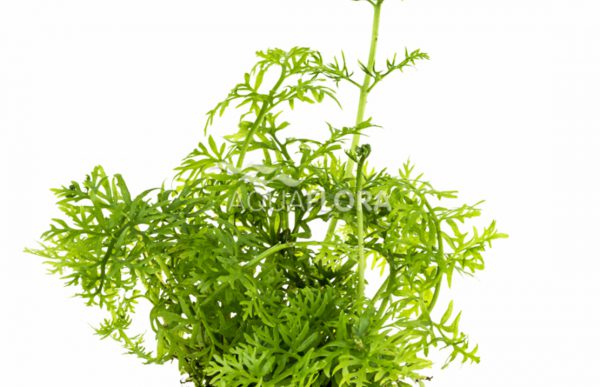 Ceratopteris thalictroides - Pe