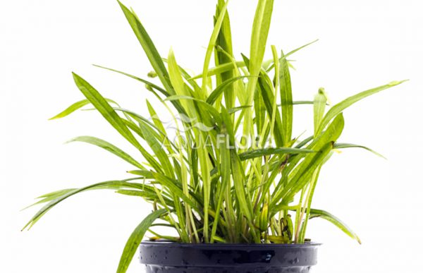 Helanthium tenellum - Pe