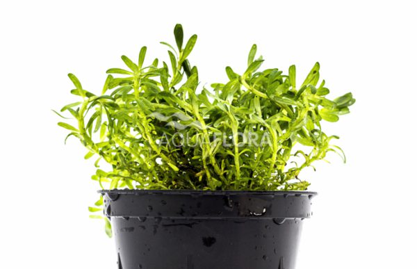 Rotala sp. 'Nanjenshan' - Pe