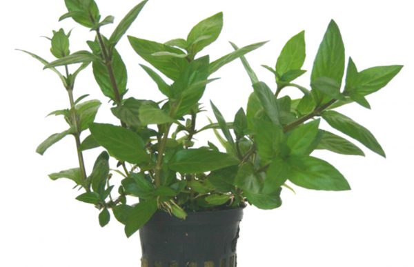 Staurogyne sp. - Pe