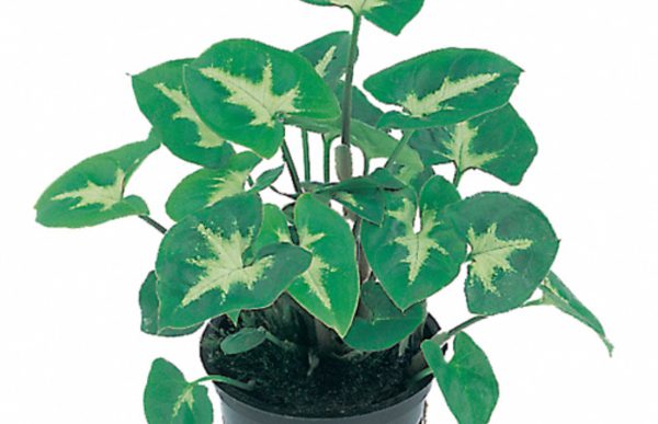 Syngonium pixie - Pt
