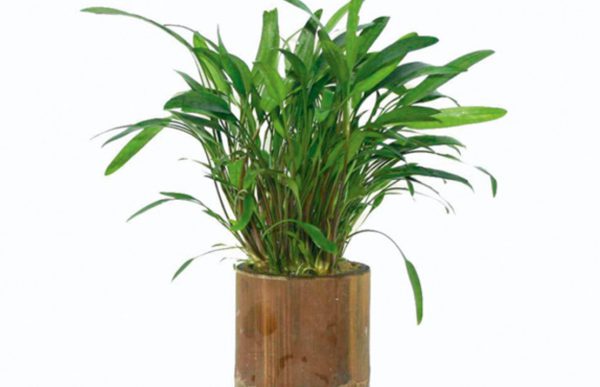 Cryptocoryne Mix S - Bp