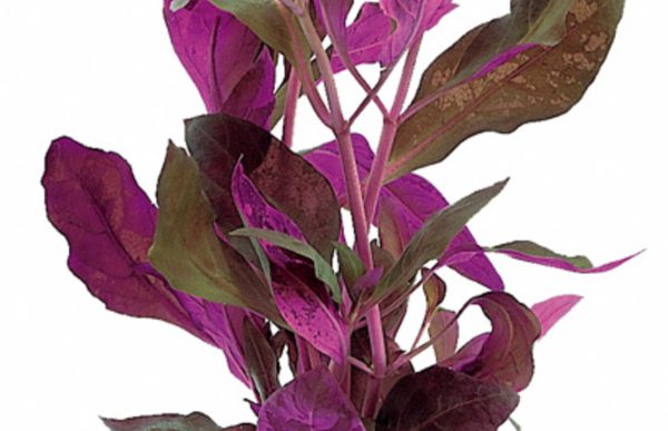 Alternanthera reineckii - Ta