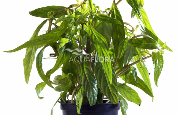 Hygrophila sp. 'Pantanal Wavy' - Pe