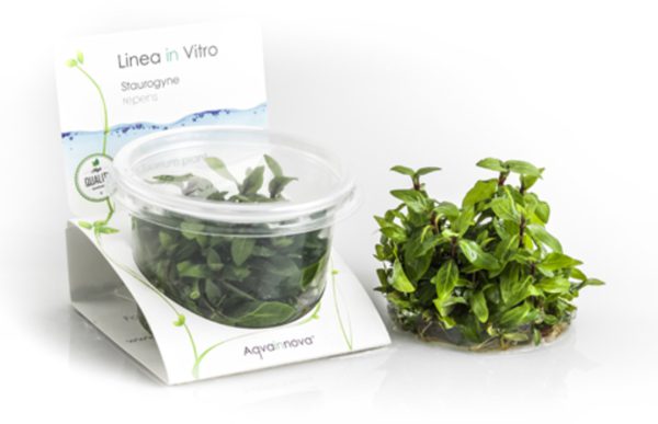 Staurogyne repens - In Vitro Cup