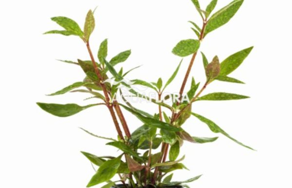 Alternanthera reineckii 'Mini' - Pe