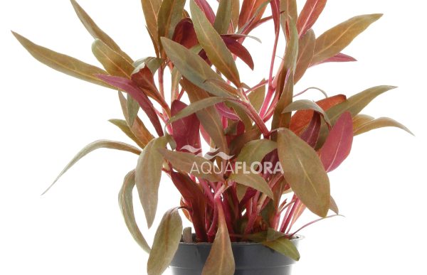 Alternanthera reineckii 'Pink' - Pe