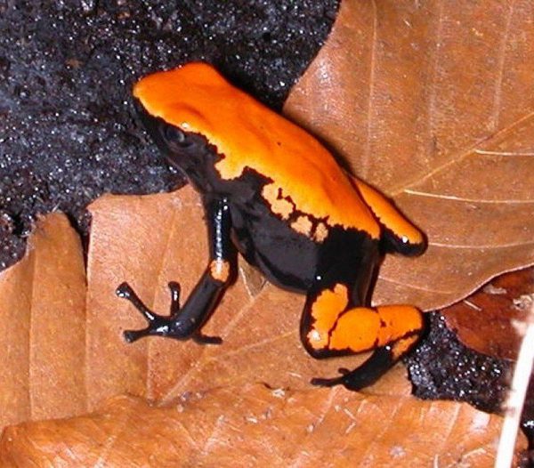 Adelphobates galactonotus 'Orange' M