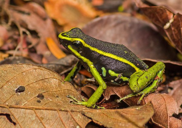 Ameerega trivittata L