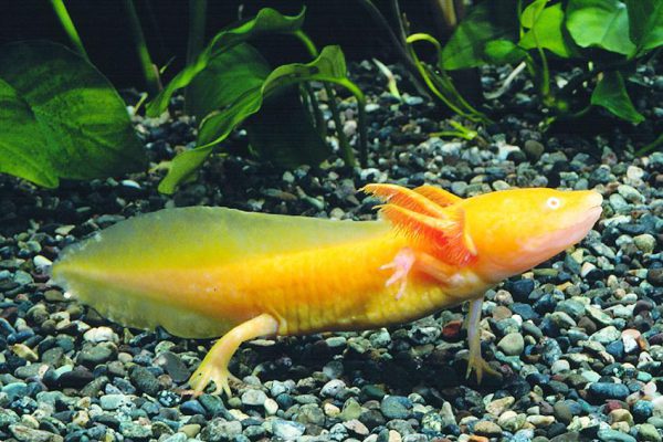 Ambystoma mexicanum 'Gold' M
